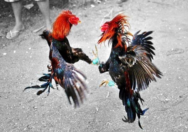 Đá Gà Cựa Sắt Tại New88 Hướng Dẫn Cách Chơi Hiệu Quả 4 Đá Gà Cựa Sắt Tại New88 Hướng Dẫn Cách Chơi Hiệu Quả